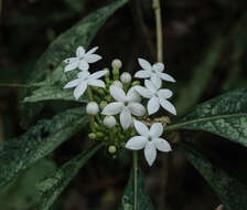 Image of Morinda angustifolia Roxb.