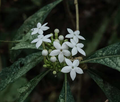 Image of Morinda angustifolia Roxb.