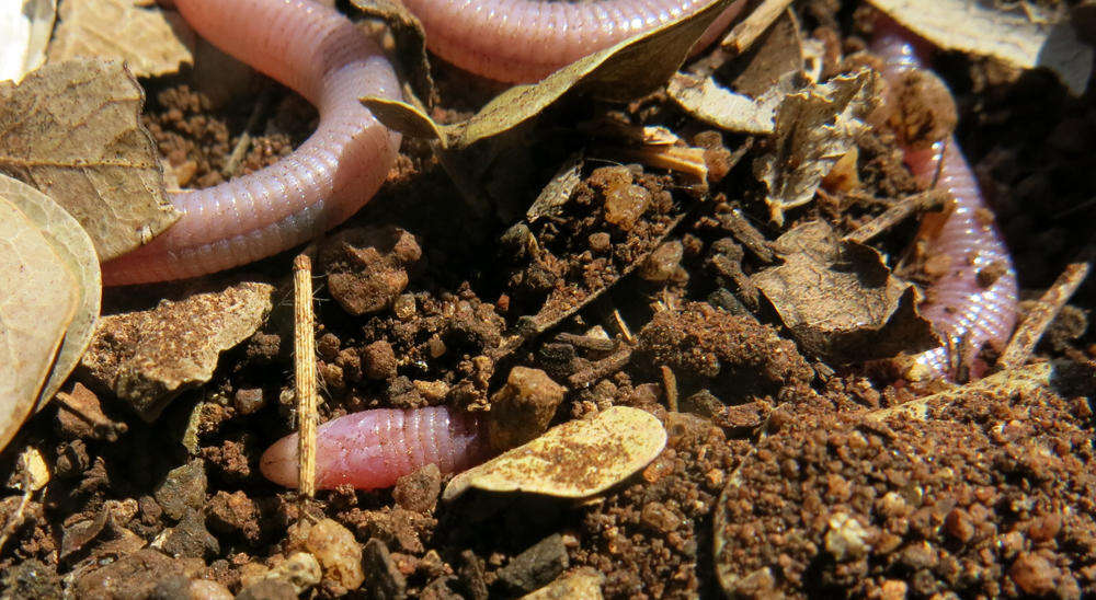 Image of Chirindia langi occidentalis Jacobsen 1984