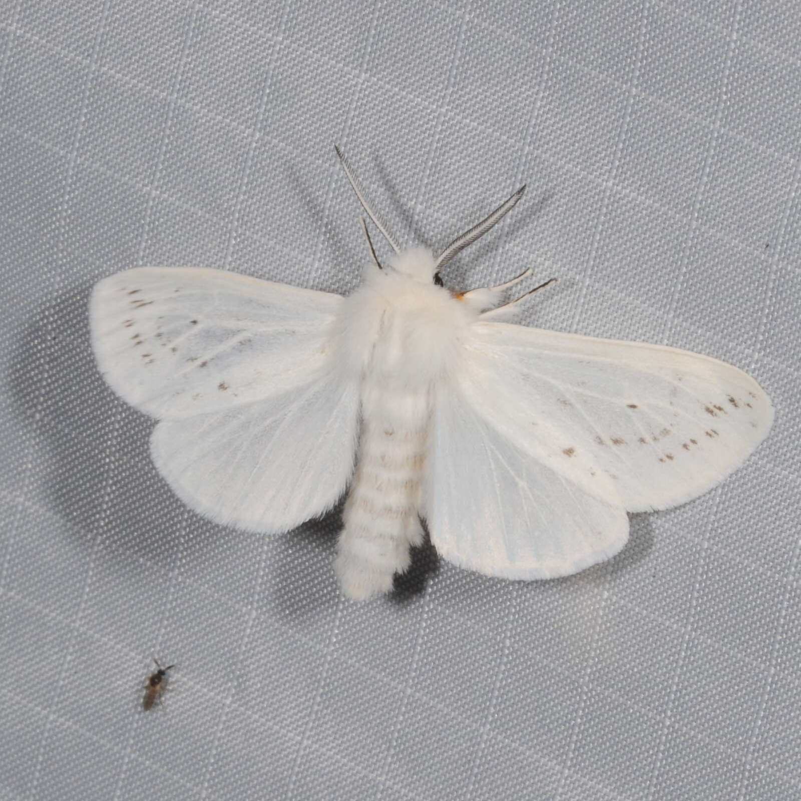 Image of Agreeable Tiger Moth