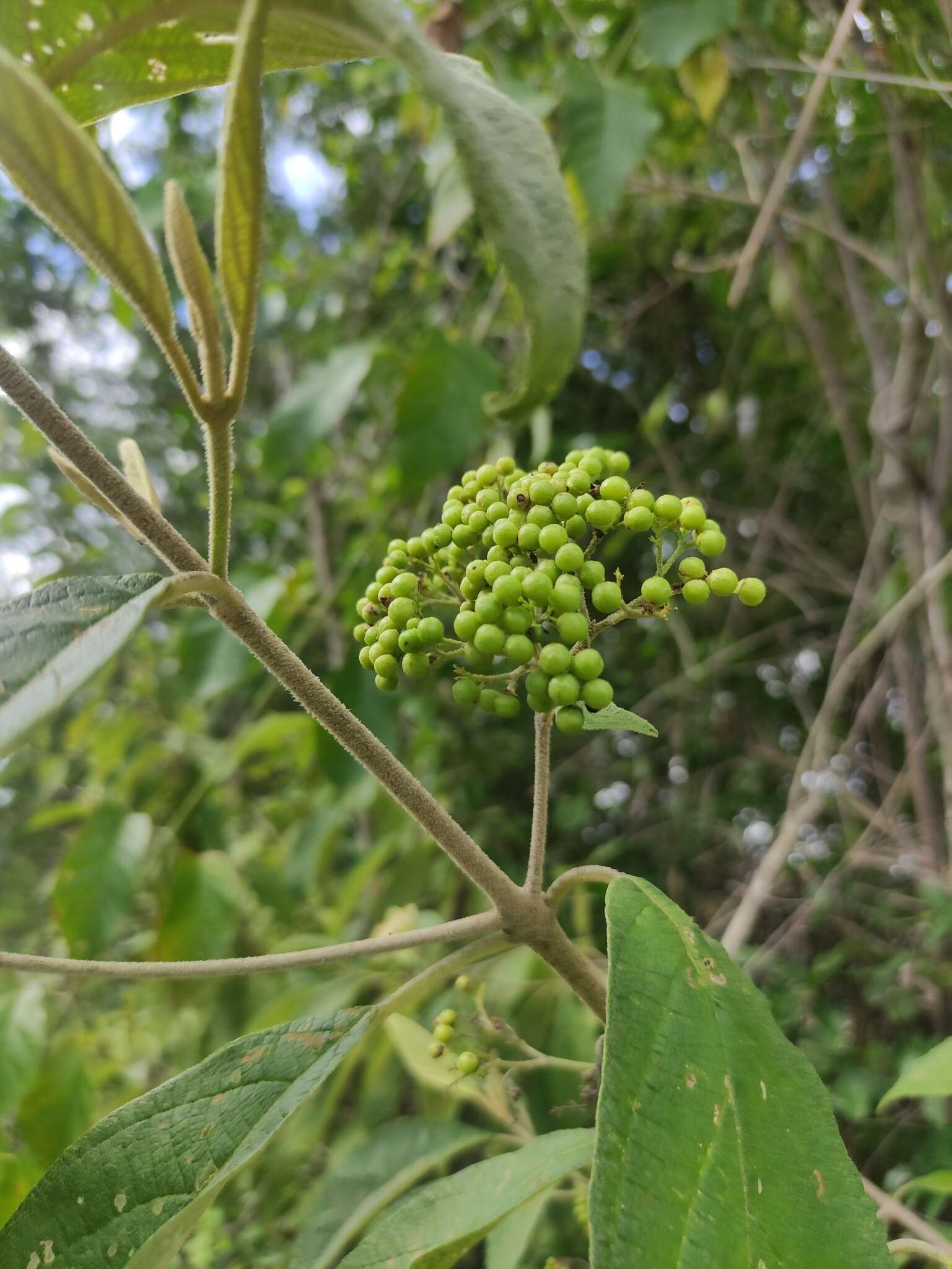 صورة Callicarpa acuminata Kunth