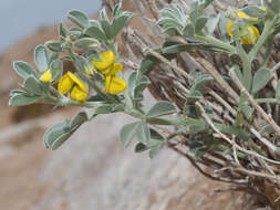 Слика од Crotalaria colorata Schinz