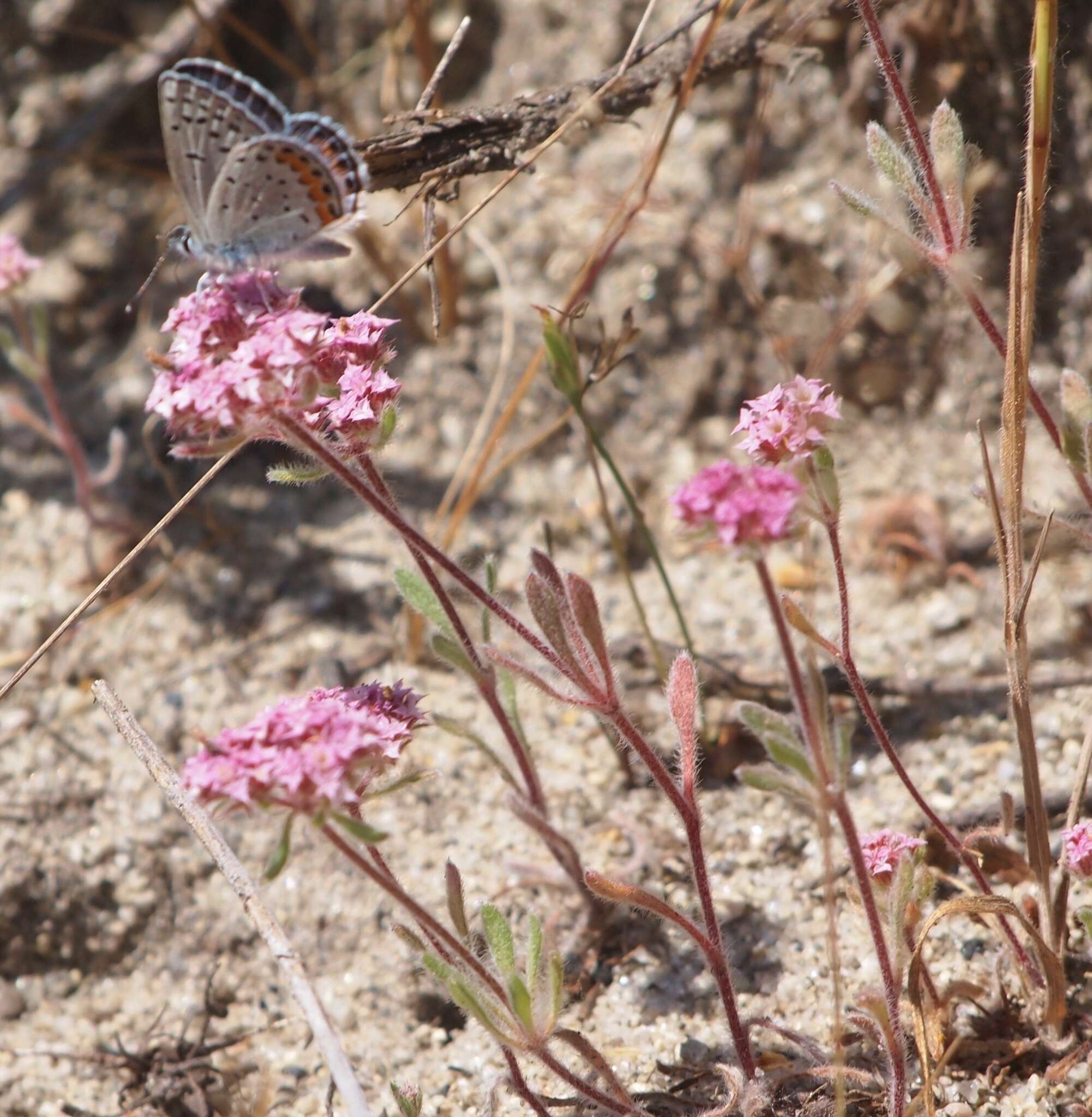 Image of Ben Lomond spineflower