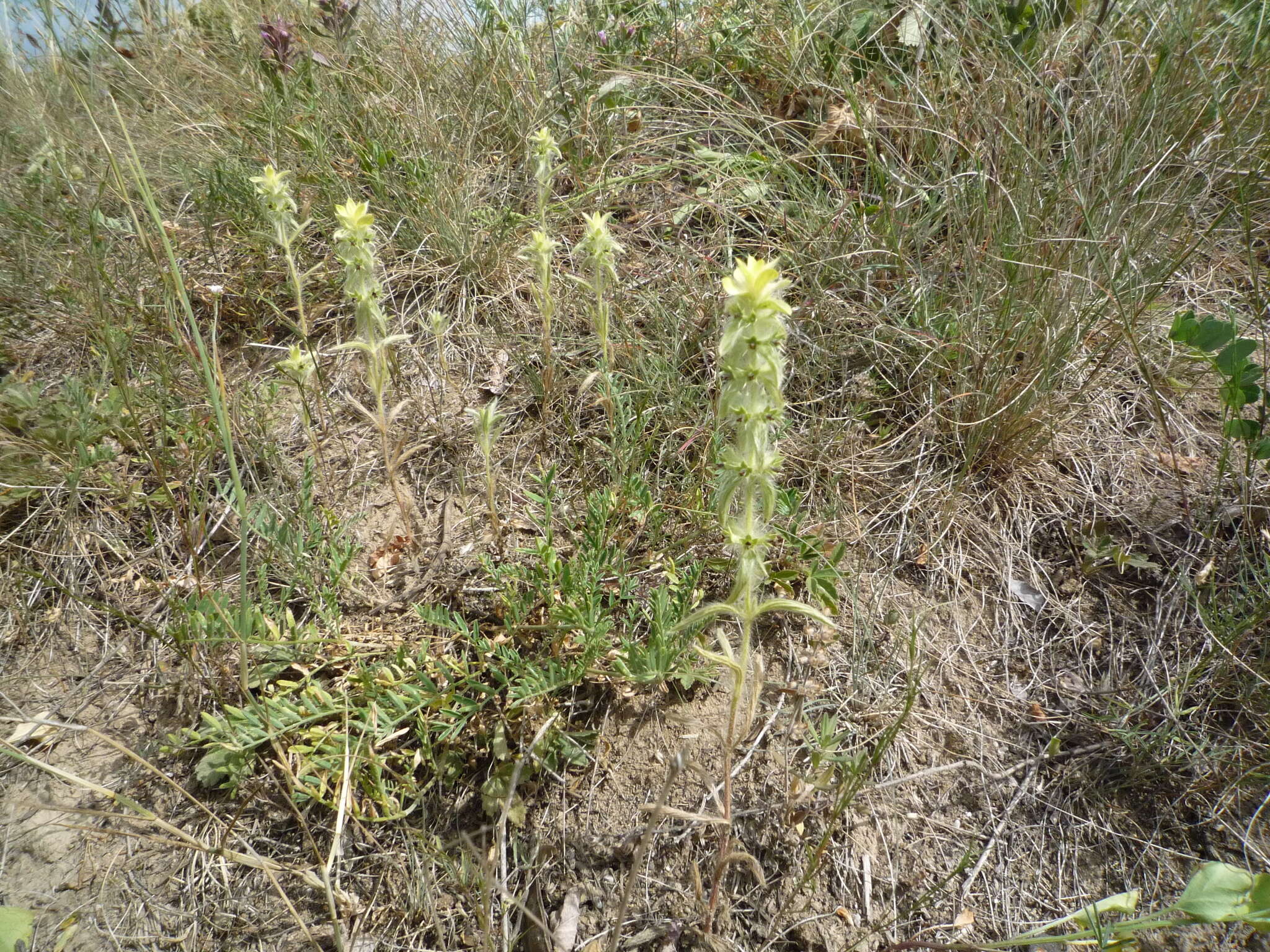 Image of Sideritis montana subsp. montana