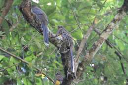 Image of Ward's Trogon