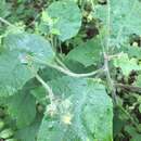 Image of Polymnia canadensis var. canadensis