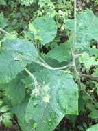 Image of Polymnia canadensis var. canadensis