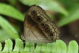 Image of Mycalesis bazochii Guérin 1829