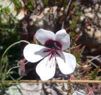 Image of Pelargonium tricolor (Jacq.) Curt.