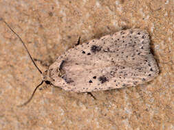 Image of Agonopterix yeatiana Fabricius 1781