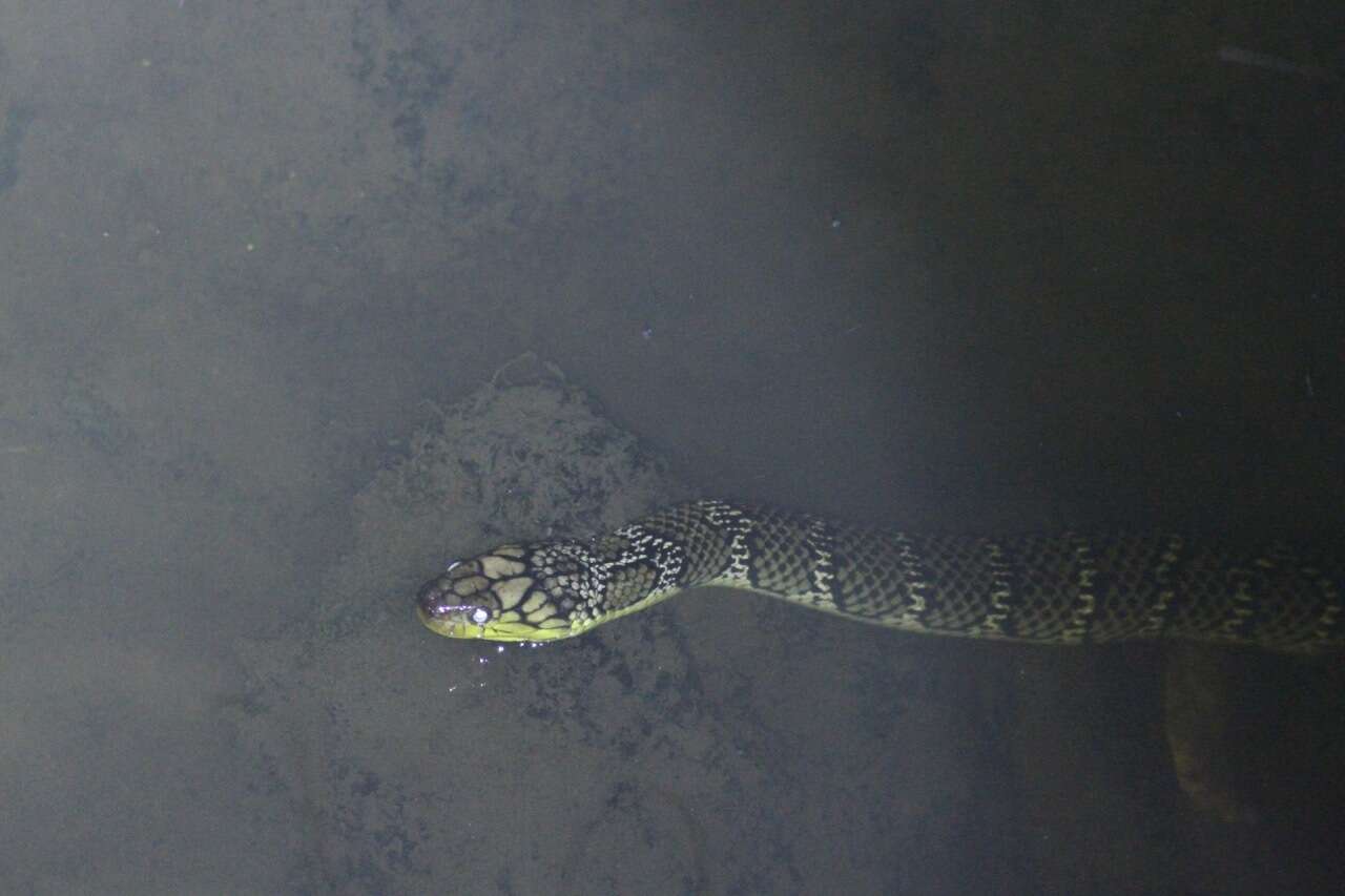 Image of Smith's African Water Snake