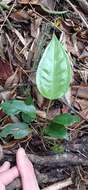 Image of Anthurium lucioi Nadruz