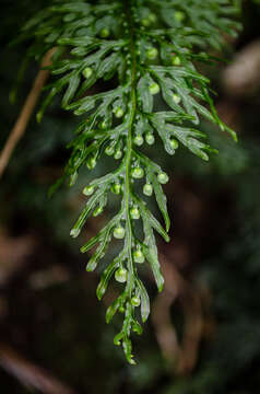 Plancia ëd Hymenophyllum caudiculatum var. productum (C. Presl) C. Chr.