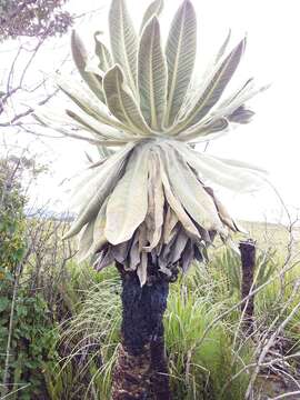 Image of Espeletia pycnophylla Cuatrec.