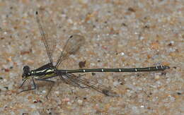 Image of Sydney flatwing