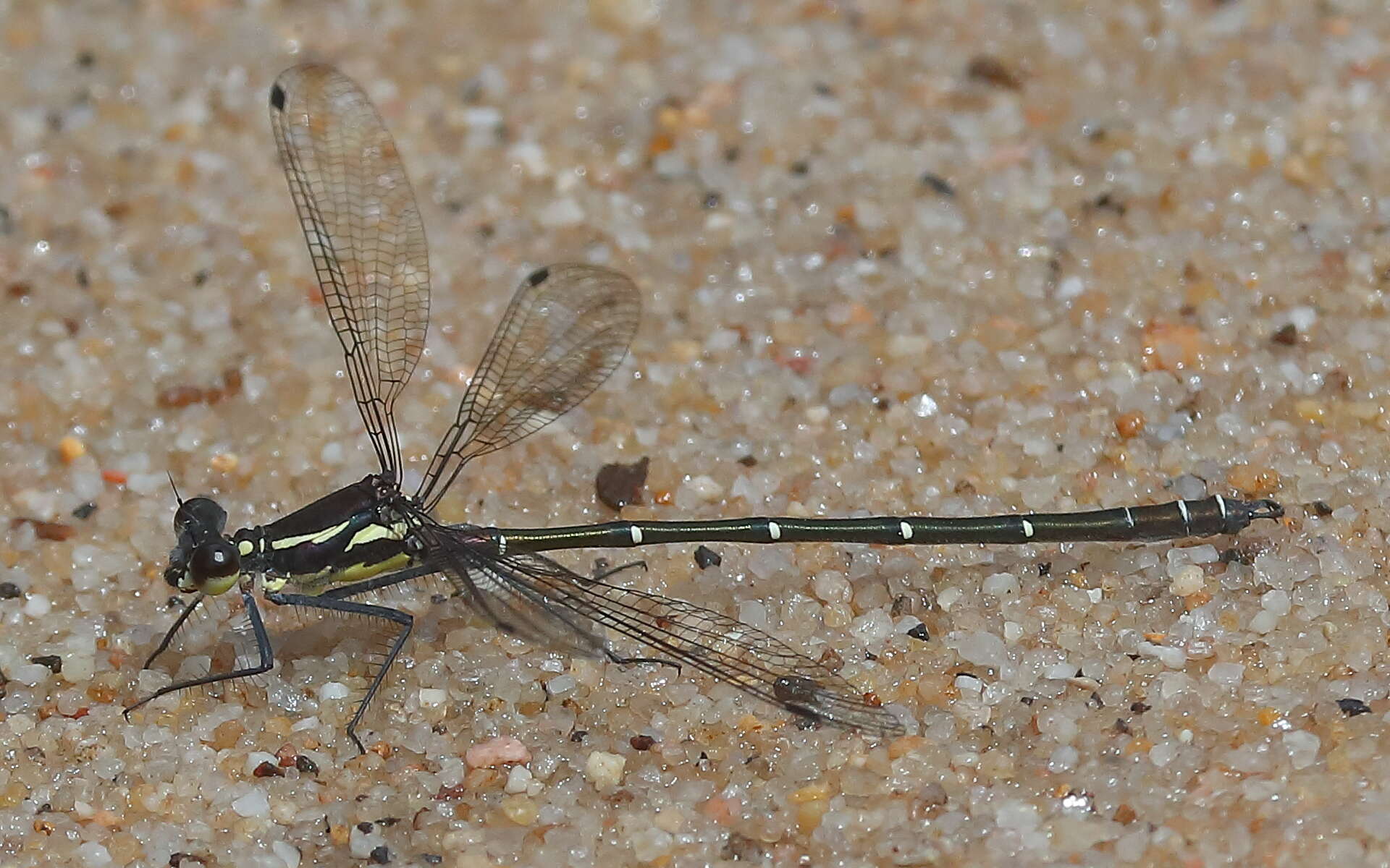 Image of Sydney flatwing