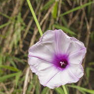 Imagem de Stictocardia tiliifolia (Desr.) Hall. fil.