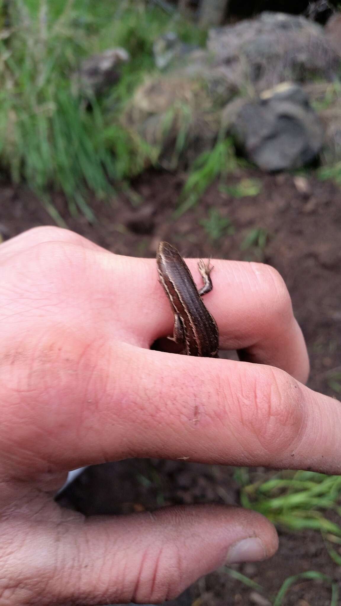 Image of common New Zealand skink