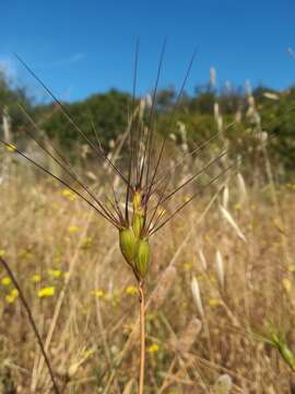 Plancia ëd Aegilops neglecta Req. ex Bertol.