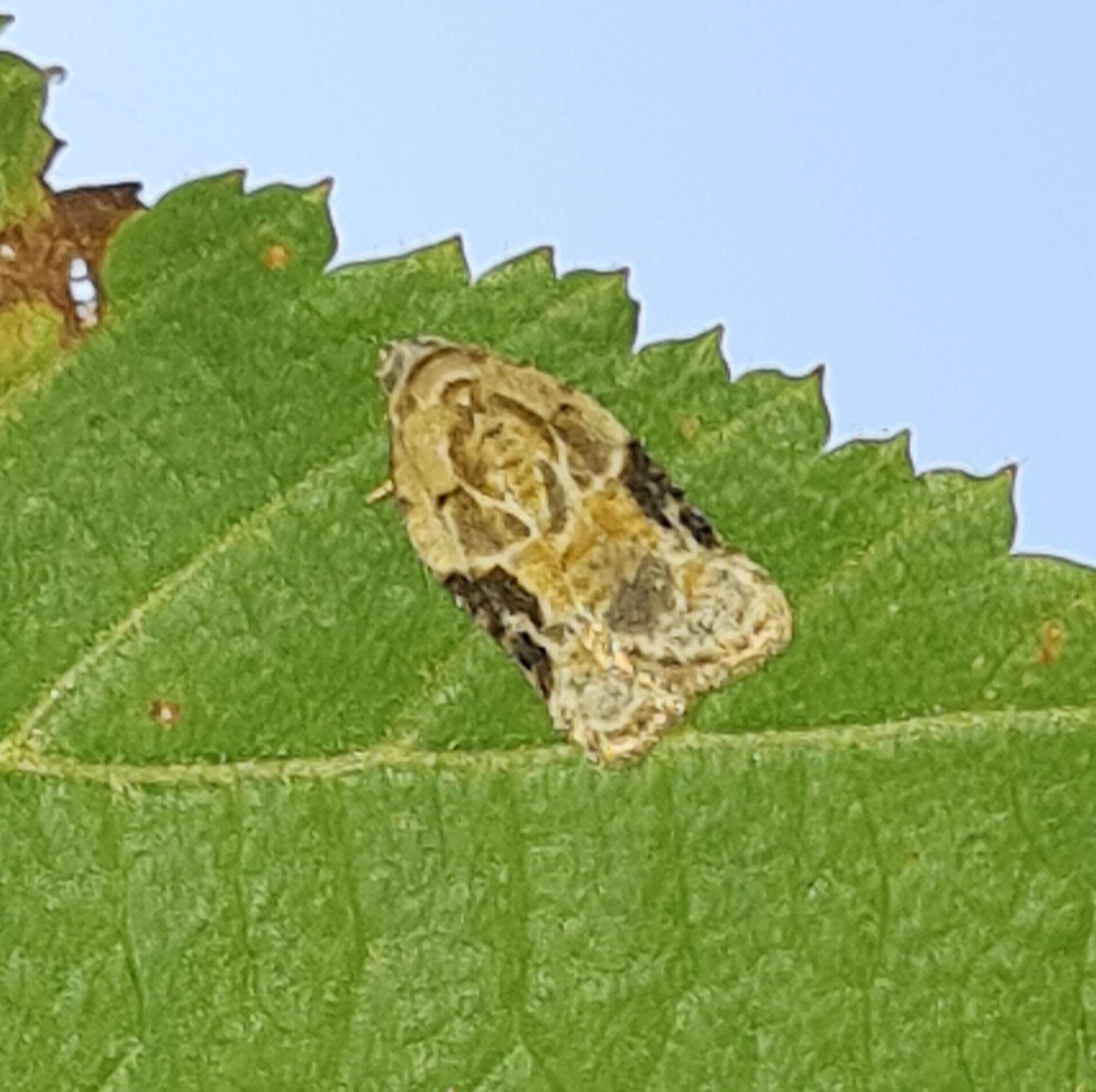 Imagem de Acleris lacordairana Duponchel 1834