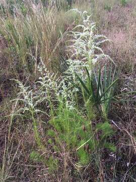 Imagem de Eupatorium leptophyllum DC.