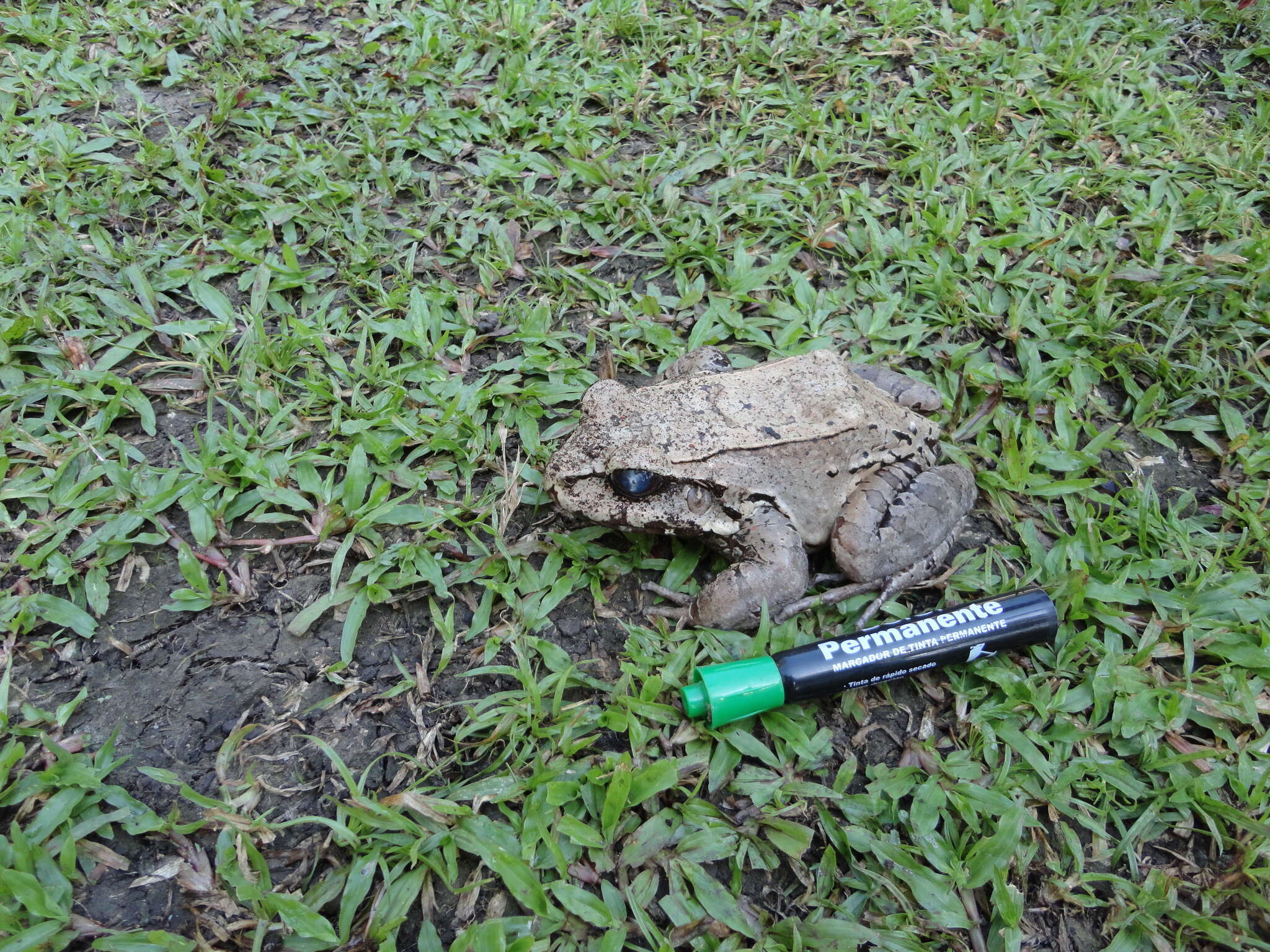 Image of Leptodactylus rhodomerus Heyer 2005