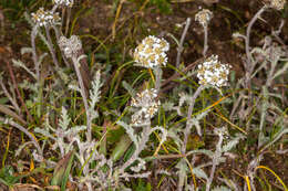 Imagem de Achillea nana L.