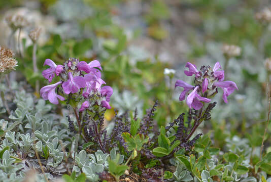 Image of Pedicularis crassirostris Bunge