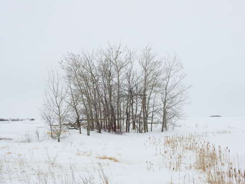 Image of Sharp-tailed Grouse