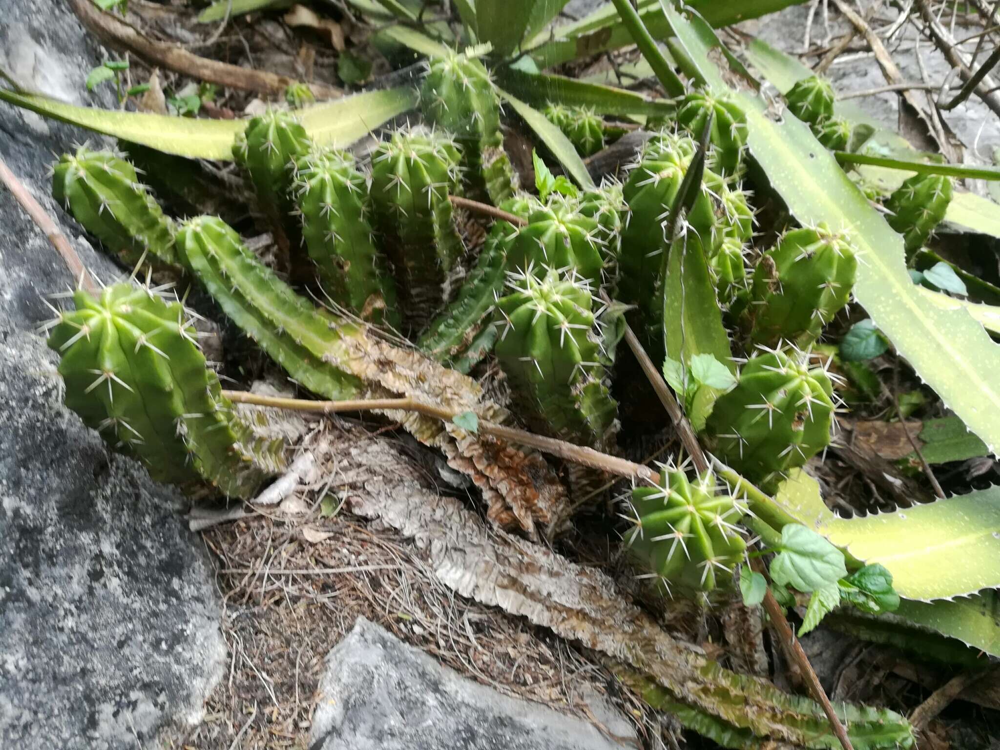 Image of Echinocereus viereckii subsp. morricalii (Ríha) N. P. Taylor