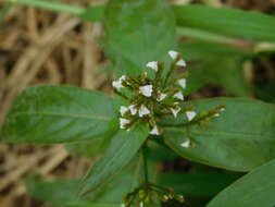 Image of Marsh Water-Willow