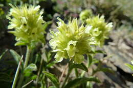 Imagem de Potentilla nivalis Lapeyr.