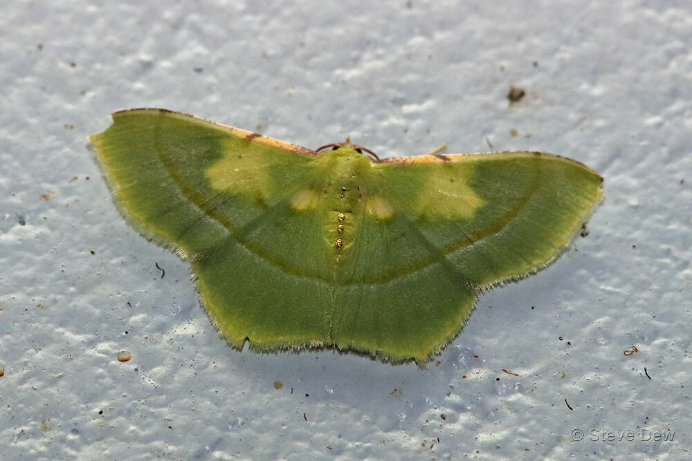 Image of Metallochlora venusta Warren 1896