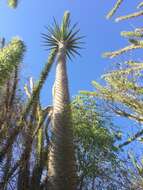 Image of Pachypodium lamerei Drake