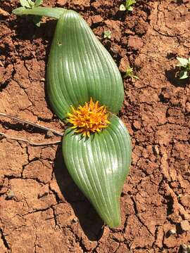 Imagem de Daubenya capensis (Schltr.) A. M. van der Merwe & J. C. Manning