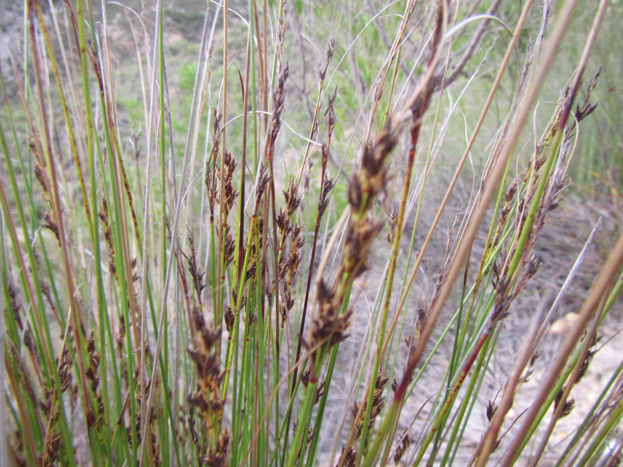 Image of Schoenus submarginalis T. L. Elliott & Muasya