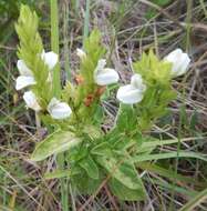 Image of Isoglossa ovata (Nees) G. Lindau