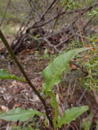 صورة Nicotiana suaveolens Lehm.