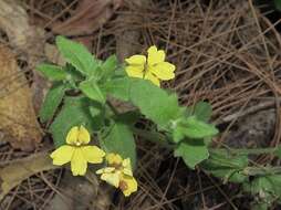 Image of Goodenia heterophylla subsp. eglandulosa R. Carolin