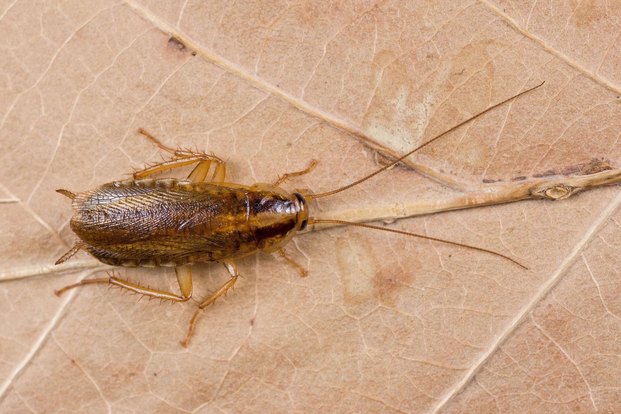 Image of German Cockroach