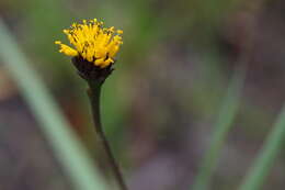 Image of Chapman's Crownbeard