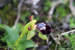 Image of Ophrys omegaifera var. basilissa (C. Alibertis, A. Alibertis & H. R. Reinhard) Faurh.