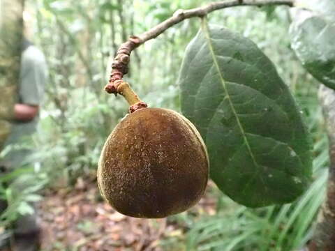 Imagem de Paropsia humblotii H. Perrier