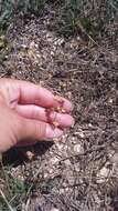 Image of willowleaf frostweed