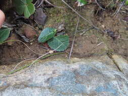 Image of Pelargonium asarifolium (Sweet) G. Don