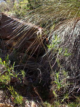 Image of Darling Scarp white spider orchid