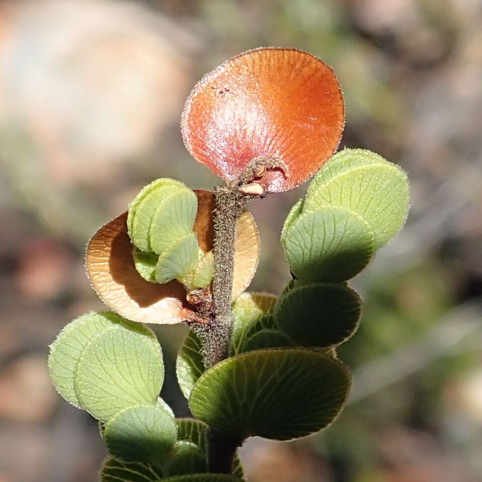 Image de Cliffortia pulchella var. pulchella