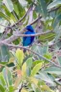 Слика од Cotinga nattererii (Boissonneau 1840)