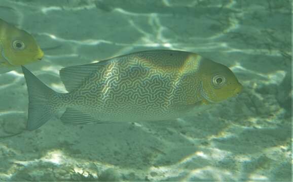 Image of Maze Rabbitfish