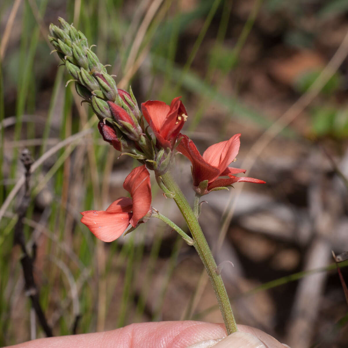 Слика од Indigofera complanata Spreng.